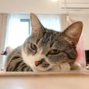 ちーちゃんの画像