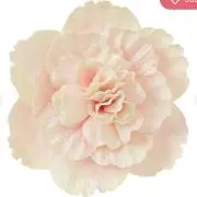 ロゼピンク石川famの画像