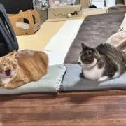 いちの画像
