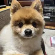 おむすびの画像