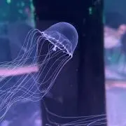 やの画像