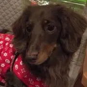 Choco