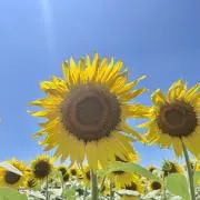 れいの画像