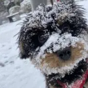 Louisの画像
