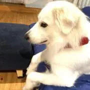 さくらこ　プロフお読みください