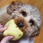 にごう