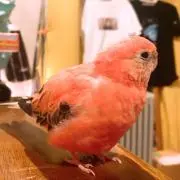 Mori＊*の画像