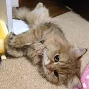 らんぷ
