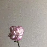 aiueoの画像
