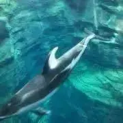 dolphinの画像