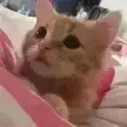 Hillプロフ必読の画像