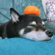 Kzの画像