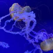 ぺぺの画像