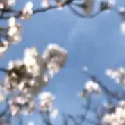 ゆずぽんの画像