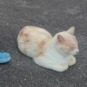 。の画像