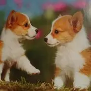 茉莉花の画像