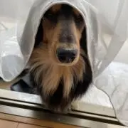 とむちんの画像