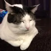 みーちゃん