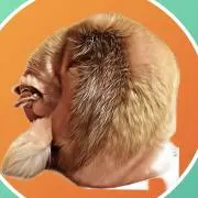 CYEの画像