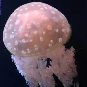 クマ♡