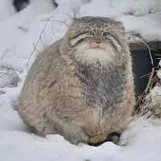 がら