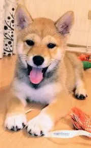 こたちゃん