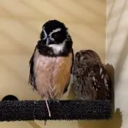 もふもふ