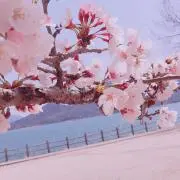 ちゃんのの✴️8/6~8/12発送お休みの画像