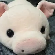 ぶぅの画像