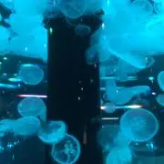 ひー