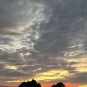 猫2匹飼ってますの画像