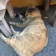 椅子
