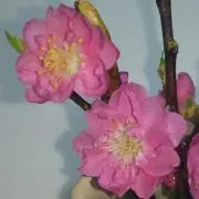 MYU～☆の画像