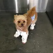 とろすけ