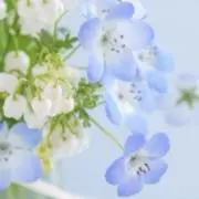 ルカ【24時間以内発送】の画像