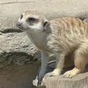 teru