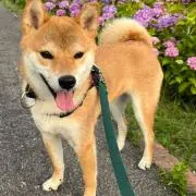 りんご野郎！在庫確認お願いします！の画像