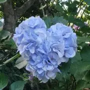 みーの画像