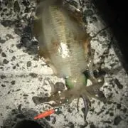 キラ