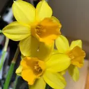 もーぜ