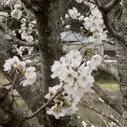 ミマの画像