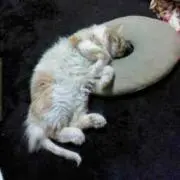 ニャン助