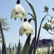 すずらん