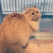たつや