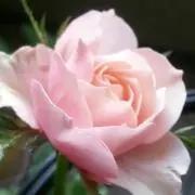 lady-luckの画像