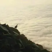 やまぴーの画像