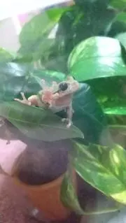モーにゃんの画像