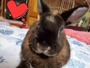 えこ