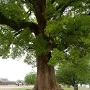 よっしーの画像