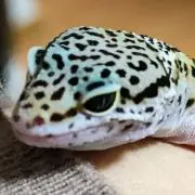 グロムたん